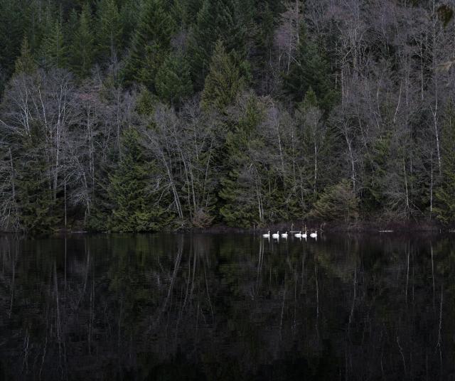 Cheakamus Canyon Trail