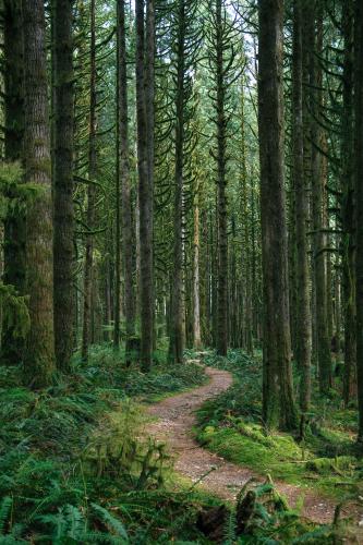 Upper Gold Creek Falls