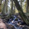 Thaletel Trail