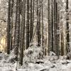 Rice Lake Loop