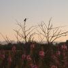 Boundary Bay Regional Park