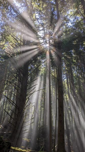Juan De Fuca Trail