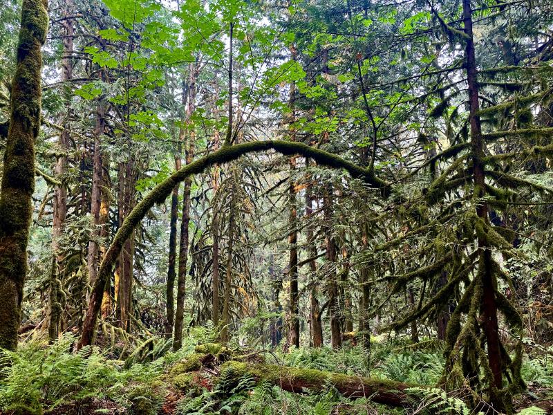 Giant Douglas Fir Trail