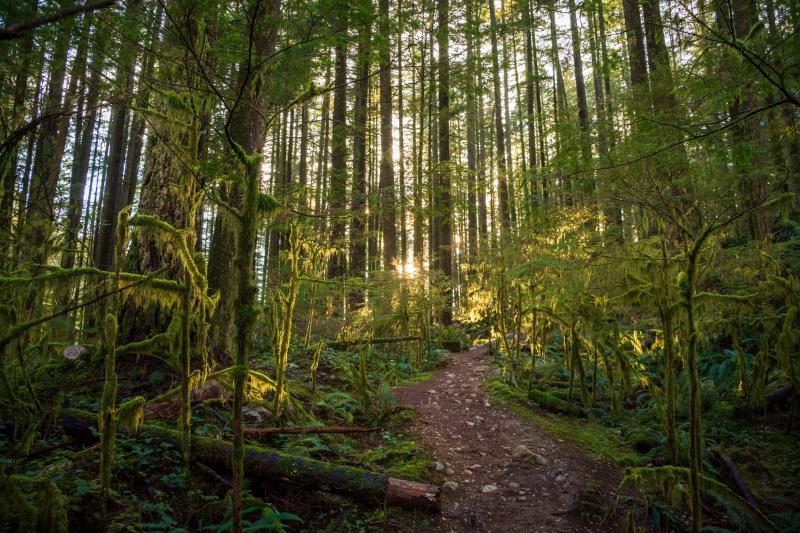 Beaver Trail