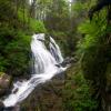 Steelhead Falls Trail