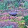 Elfin lakes