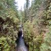Lynn Canyon Loop
