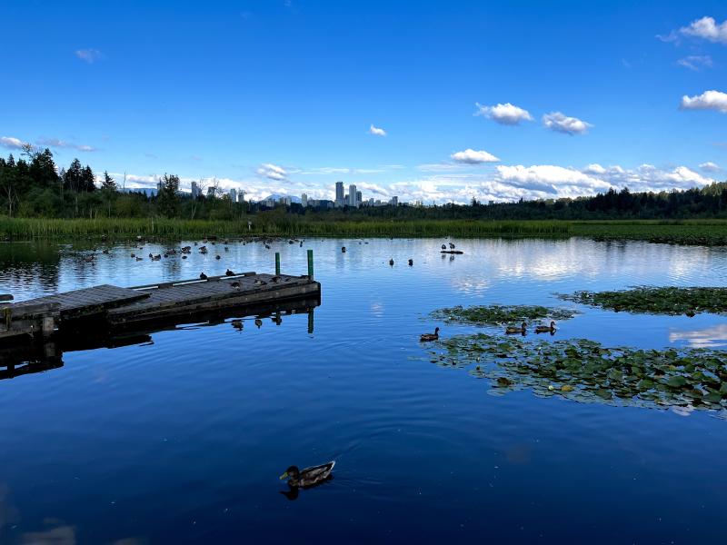 Burnaby Lake Trail