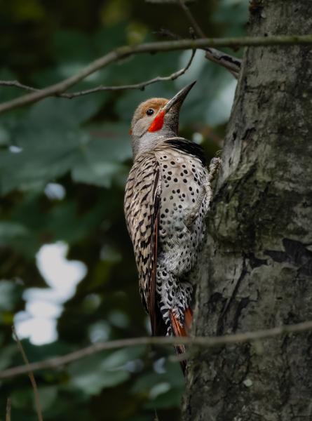 Fraser River Heritage Park