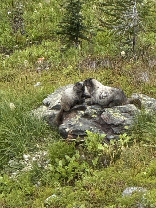 Russet Lake Via Singing Pass