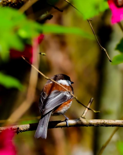 Campbell Boundary Trail