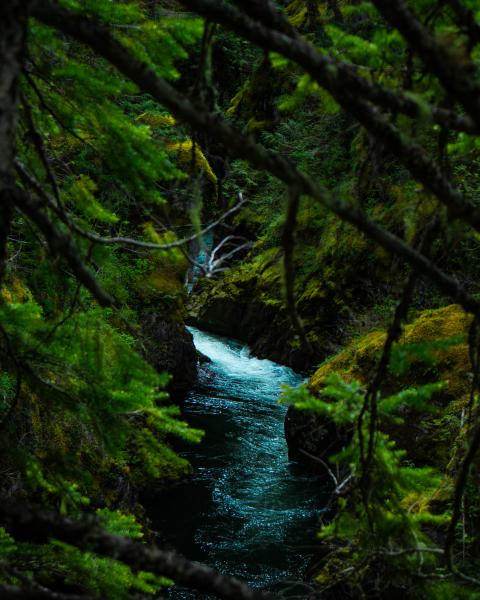 Little Qualicum Local Trail Head