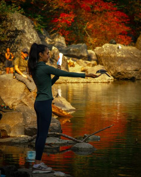 Lindeman Greendrop Trail