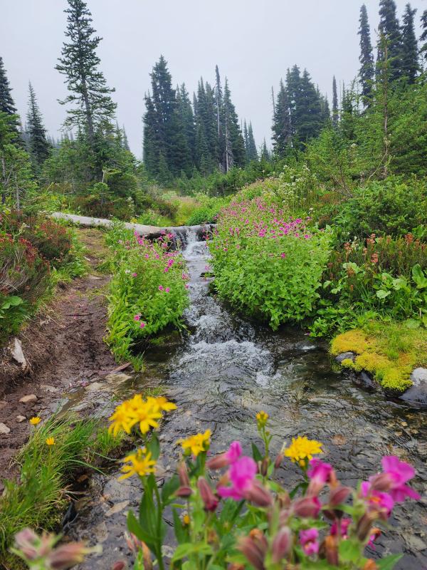 Panorama Ridge Trail