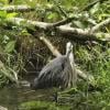 Blue Heron Park