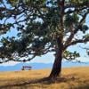 Helliwell Trail