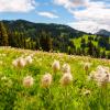 Heather Trail