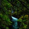 Little Qualicum local Trail head