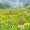 Brandywine Meadows