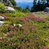 Mount Seymour Trail