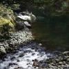 Coho Loop