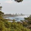 Ancient Cedars loop trail
