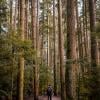 Hemlock Trail