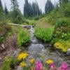 Panorama Ridge Trail