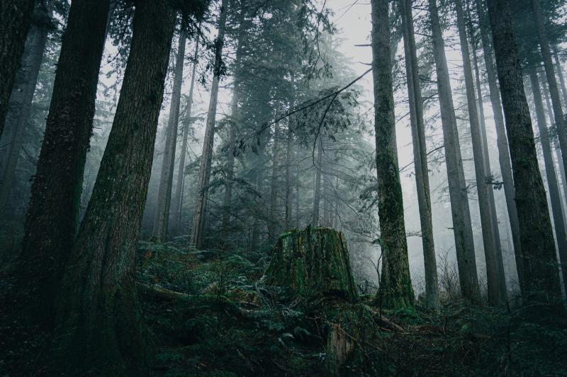 Mount Fromme
