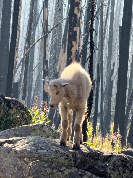 Goat Lake Trail