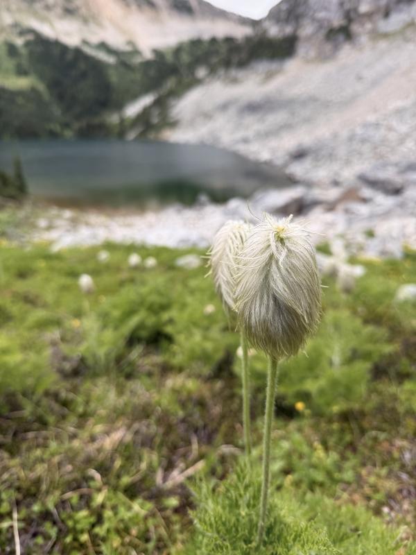 Blowdown Lake