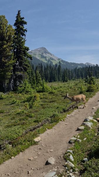 Taylor Meadows Trail