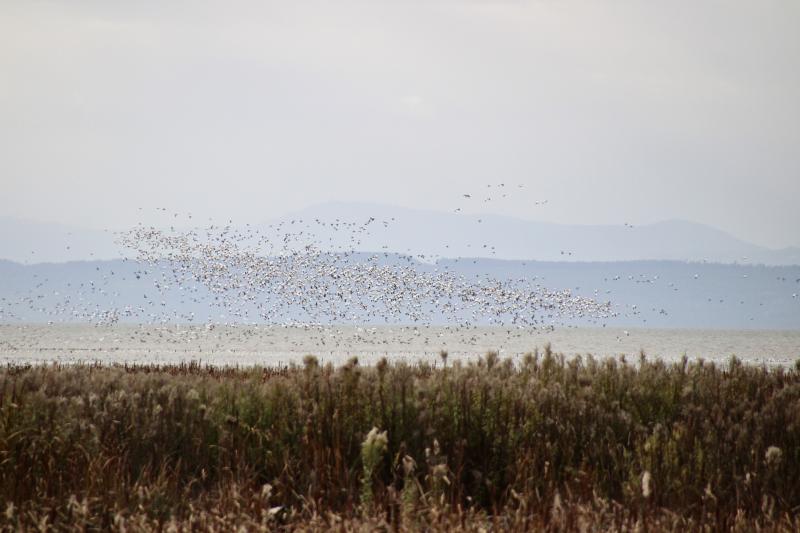 Reifel Bird Sanctuary Loop