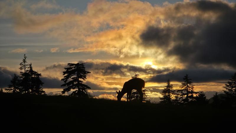 Grouse Mountain Summit And Wilderness Lookout