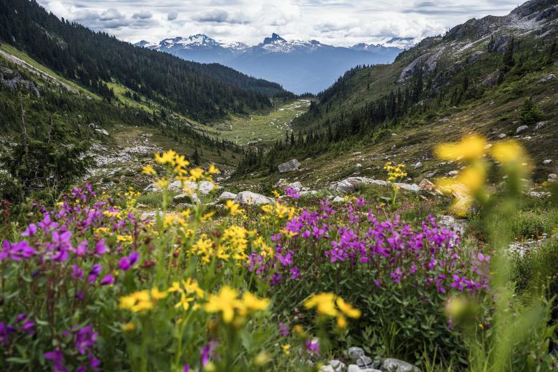 Brandywine Meadows