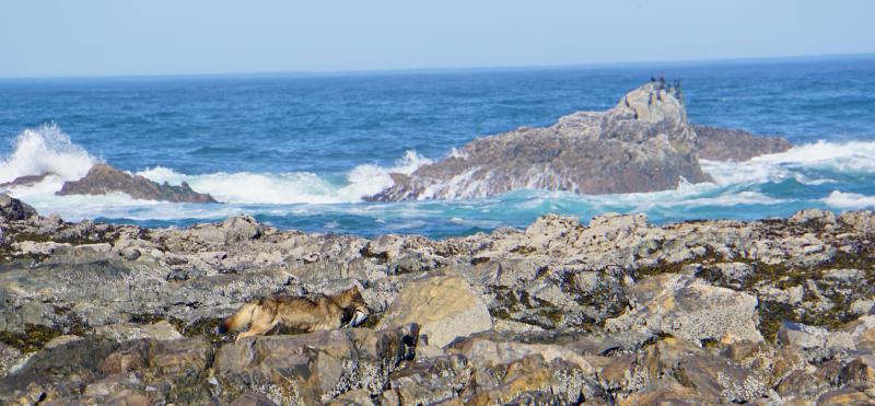 Nootka Trail