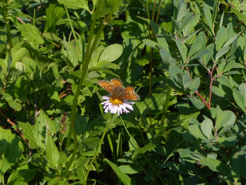 Black Tusk Meadows