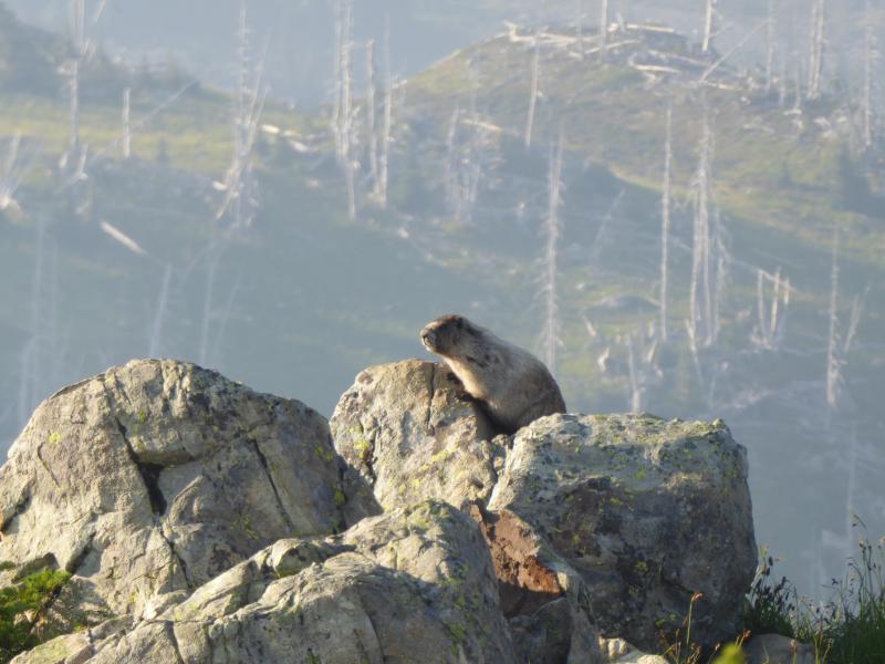 Panorama Ridge