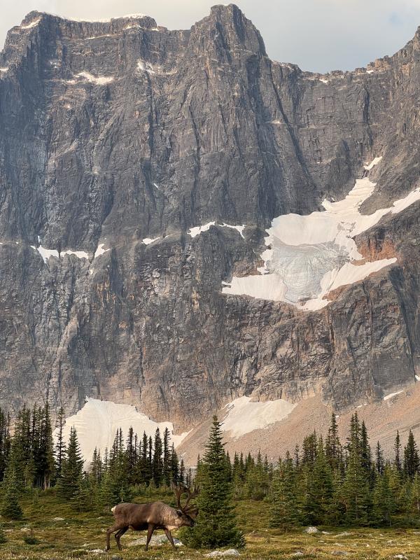 Tonquin Valley Trail
