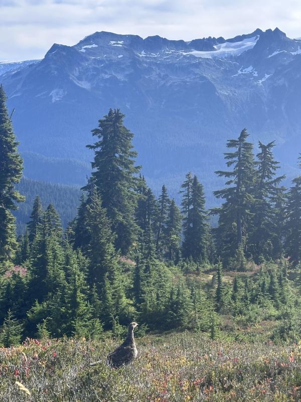 Elfin Lakes