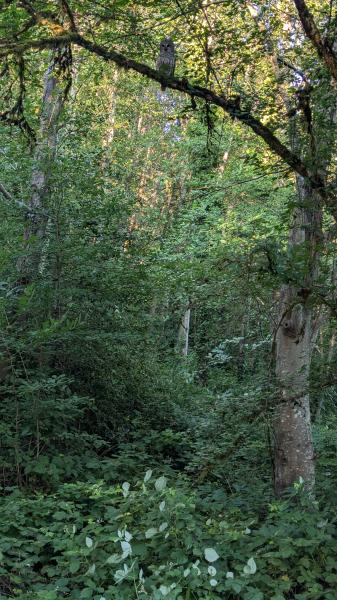 Deer Lake Trail