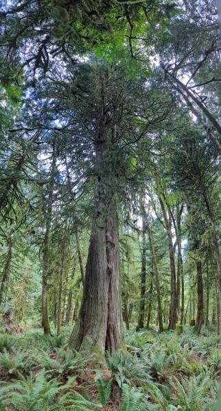 Hidden Grove