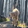 Goat Lake Trail