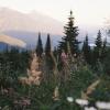 Frisby Ridge