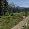 Taylor Meadows Trail