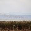 Reifel Bird Sanctuary Loop