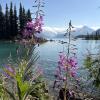 Garibaldi lake
