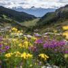 Brandywine Meadows