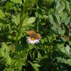 Black Tusk Meadows