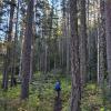 Lighning Lake Loop